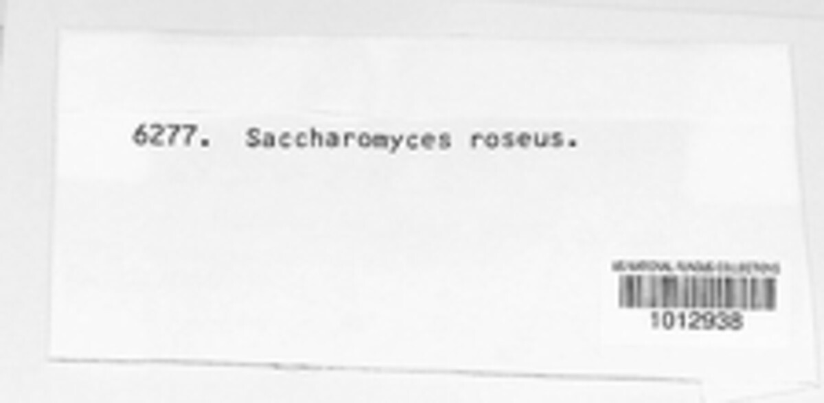 Saccharomyces image